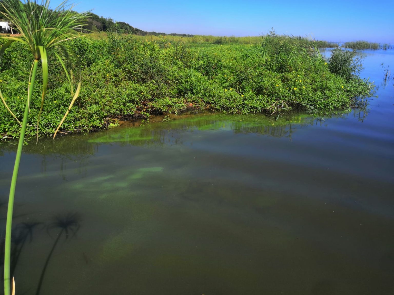Estudian floración de algas presentes en aguas dulces de América Latina